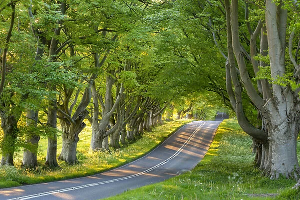 Beech tree avenue and road in morning sunlight in spring, Badbury Rings, Dorset, England