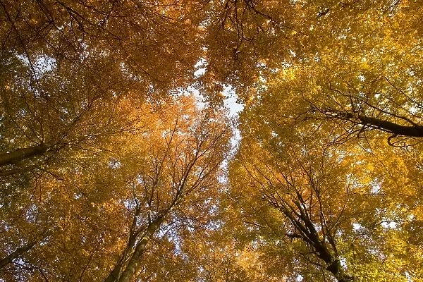 Beech tree forest in autumn