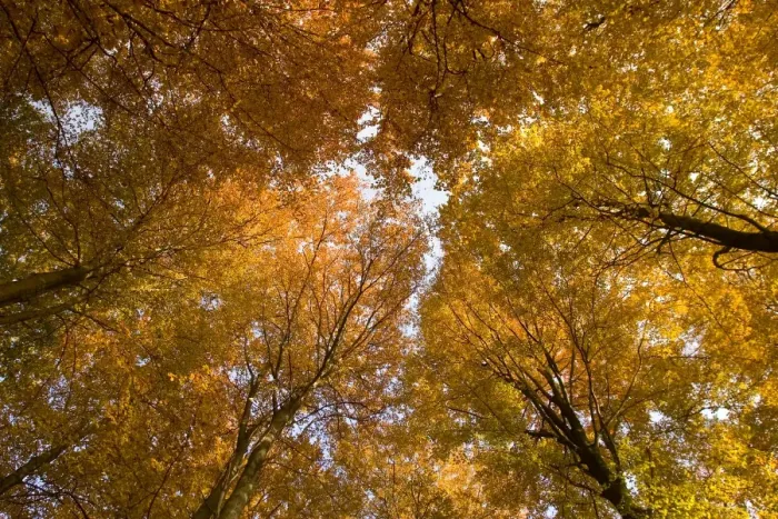 Framed Print : Beech tree forest in autumn Framed Print : Beech tree forest in autumn