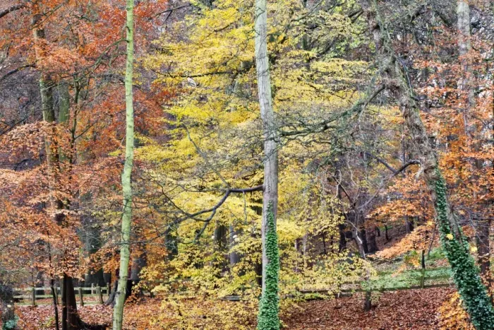 Framed Print : Beech Trees in Autumn on Long Walk at Mother Shiptons Knaresborough North Yorkshire England Framed Print : Beech Trees in Autumn on Long Walk at Mother Shiptons Knaresborough North Yorkshire England