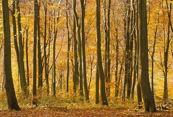 Beech trees in autumn, Queen Elizabeth Country Park, Hampshire, England