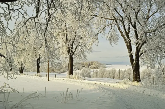 Framed Print : Beech trees with hoar frost, near Villingen-Schwenningen, Schwarzwald-Baar, Baden-Wurttemberg, Germany, Europe Framed Print : Beech trees with hoar frost, near Villingen-Schwenningen, Schwarzwald-Baar, Baden-Wurttemberg, Germany, Europe
