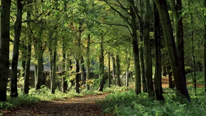 Framed Print : Beech woodland, Alnwick Garden, Alnwick, Northumberland, England, United Kingdom, Europe Framed Print : Beech woodland, Alnwick Garden, Alnwick, Northumberland, England, United Kingdom, Europe
