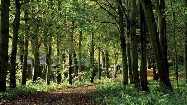 Beech woodland, Alnwick Garden, Alnwick, Northumberland, England, United Kingdom, Europe