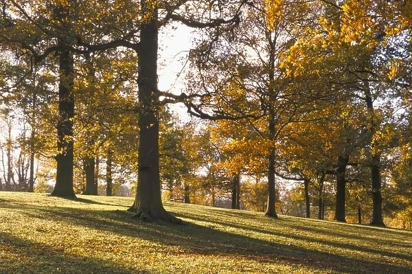 Beech woodland in autumn, Burghley Park, Stamford, Lincolnshire, England