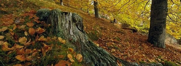 Beech woodland in autumn, Kent, England, UK, Europe