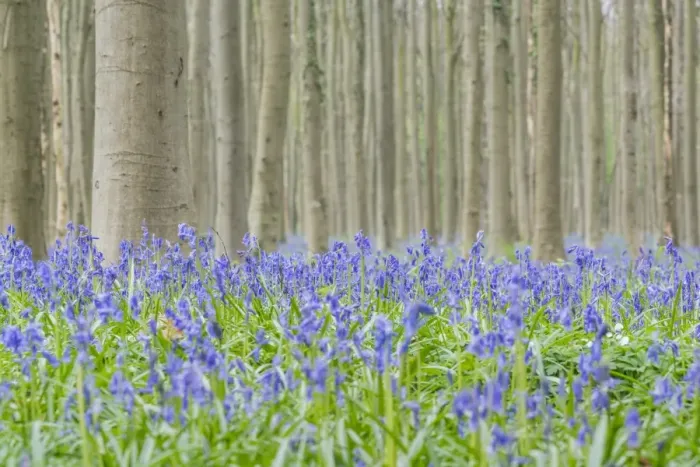 Framed Print : Beechwood with bluebell flowers on the ground, Halle, Flemish Brabant province, Flemish region Framed Print : Beechwood with bluebell flowers on the ground, Halle, Flemish Brabant province, Flemish region