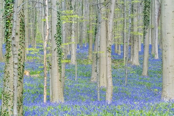 Beechwood with bluebell flowers on the ground, Halle, Flemish Brabant province, Flemish region