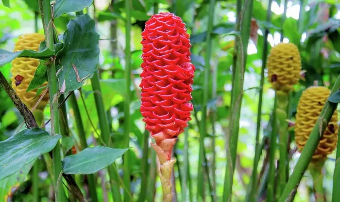 Framed Print : Beehive Ginger (Zingiber spectabile), a deciduous plant that grows from a rhizome to over seven feet tall, Ecuador, South America Framed Print : Beehive Ginger (Zingiber spectabile), a deciduous plant that grows from a rhizome to over seven feet tall, Ecuador, South America