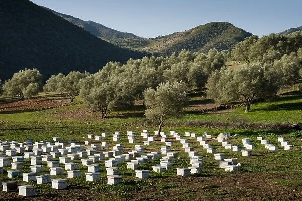 Beehives in the olive grove, Rif mountains, Chefchaouen, Morocco, North Africa, Africa