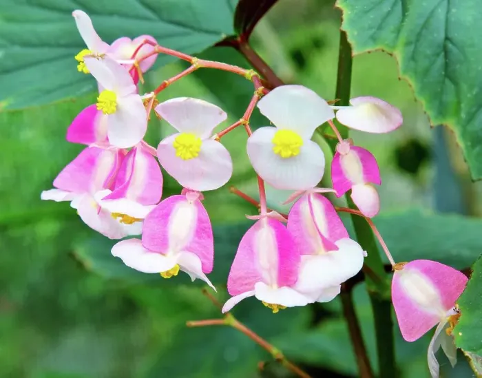 Framed Print : Begonia grandis flowers (subsp. evansiana), Ecuador, South America Framed Print : Begonia grandis flowers (subsp. evansiana), Ecuador, South America