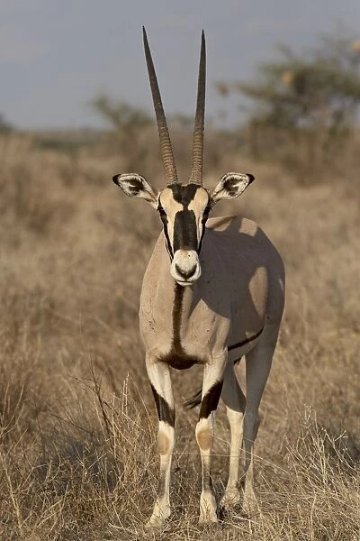 Beisa oryx (East African oryx) (Oryx beisa), Samburu National Reserve, Kenya