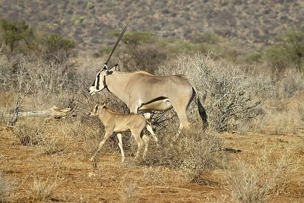 Beisa oryx (East African oryx) (Oryx beisa), adult and young, Samburu National Reserve