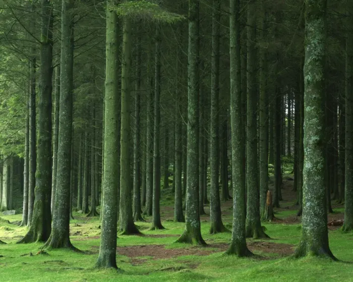 Framed Print : Bellever Forest, Dartmoor, Devon, England, United Kingdom, Europe Framed Print : Bellever Forest, Dartmoor, Devon, England, United Kingdom, Europe