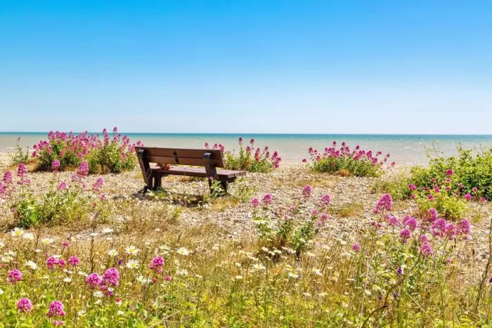 Framed Print : Empty bench amid wildflowers on the shingle beach at Pevensey Bay, East Sussex, England, United Kingdom, Europe Framed Print : Empty bench amid wildflowers on the shingle beach at Pevensey Bay, East Sussex, England, United Kingdom, Europe