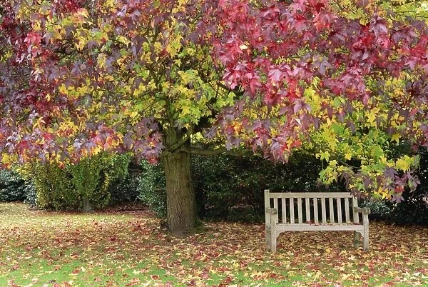 Bench under liquidambar tree, Hilliers Gardens, Ampfield, Hampshire, England
