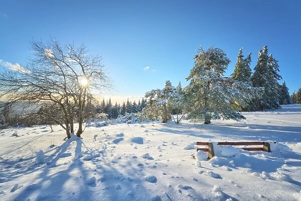 Bench and trees covered in deep snow on mountain Schliffkopf in Northern Black Forest, Baden-Wurttemberg, Germany, Europe