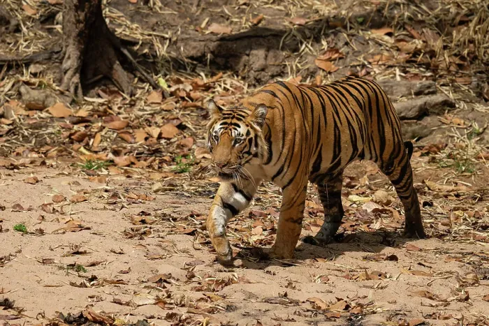 Framed Print : Bengal tiger (Panthera Tigris), Bandhavgarh National Park, Madhya Pradesh, India, Asia Framed Print : Bengal tiger (Panthera Tigris), Bandhavgarh National Park, Madhya Pradesh, India, Asia