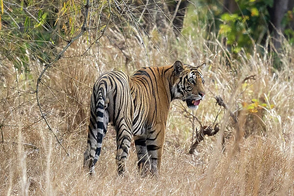 Bengal tiger (Panthera Tigris), Bandhavgarh National Park, Madhya Pradesh, India, Asia