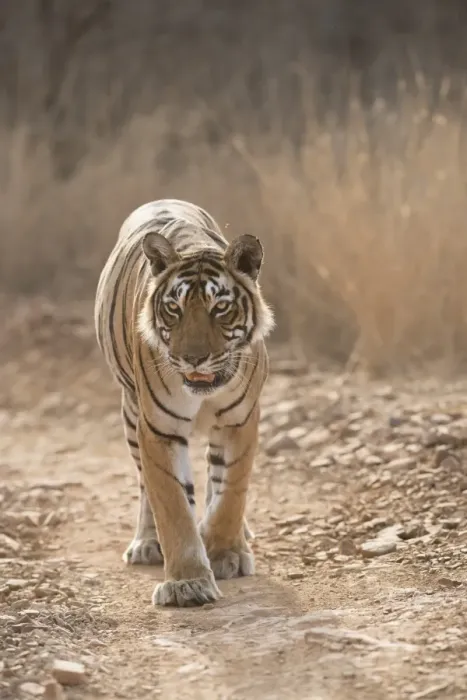 Framed Print : Bengal tiger (Panthera tigris tigris), Ranthambhore, Rajasthan, India, Asia Framed Print : Bengal tiger (Panthera tigris tigris), Ranthambhore, Rajasthan, India, Asia