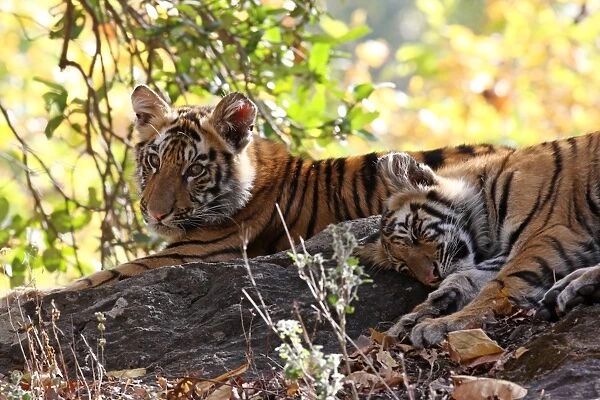 Bengal tiger (Panthera tigris tigris), Bandhavgarh National Park, Madhya Pradesh, India, Asia