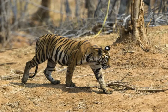 Framed Print : A Bengal tiger (Panthera tigris tigris) walking, Bandhavgarh National Park, Madhya Pradesh Framed Print : A Bengal tiger (Panthera tigris tigris) walking, Bandhavgarh National Park, Madhya Pradesh