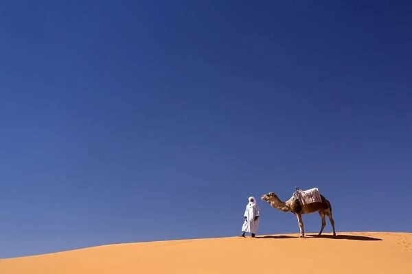Berber man with camel on the ridge of an orange sand dune in the Erg Chebbi sand sea, Sahara Desert near Merzouga, Morocco, North Africa, Africa