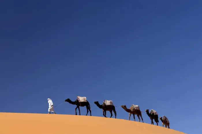 Framed Print : Berber man leading a train of camels over the orange sand dunes of the Erg Chebbi sand sea, Sahara Desert near Merzouga, Morocco, North Africa, Africa Framed Print : Berber man leading a train of camels over the orange sand dunes of the Erg Chebbi sand sea, Sahara Desert near Merzouga, Morocco, North Africa, Africa