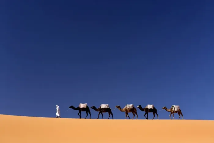 Framed Print : Berber man leading a train of camels over the orange sand dunes of the Erg Chebbi sand sea, Sahara Desert near Merzouga, Morocco, North Africa, Africa Framed Print : Berber man leading a train of camels over the orange sand dunes of the Erg Chebbi sand sea, Sahara Desert near Merzouga, Morocco, North Africa, Africa