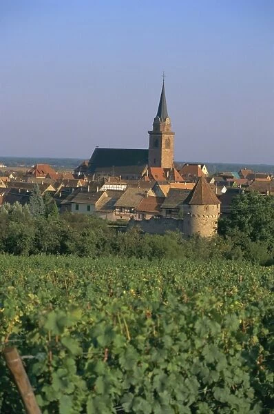 Bergheim and vineyards, Alsace, France, Europe