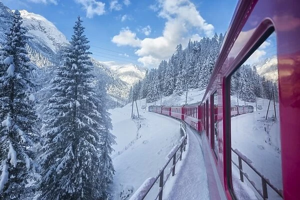 Bernina Express passes through the snowy woods, Filisur, Canton of Grisons (Graubunden)