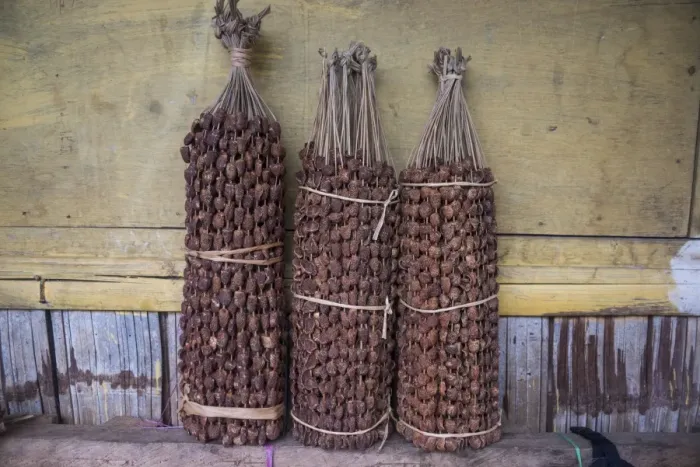 Framed Print : Betel nut (Areca catechu) for sale in a market in Maubisse, East Timor, Southeast Asia Framed Print : Betel nut (Areca catechu) for sale in a market in Maubisse, East Timor, Southeast Asia