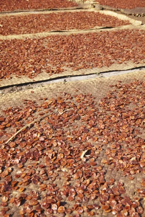 Framed Print : Betel nut drying in the sun, Kampong Cham, Cambodia, Indochina, Southeast Asia, Asia Framed Print : Betel nut drying in the sun, Kampong Cham, Cambodia, Indochina, Southeast Asia, Asia