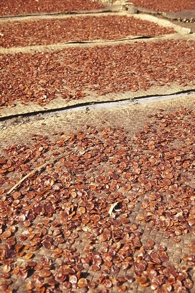 Betel nut drying in the sun, Kampong Cham, Cambodia, Indochina, Southeast Asia, Asia