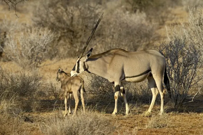 Framed Print : Biesa oryx or East African oryx (Oryx beisa) mother and calf Framed Print : Biesa oryx or East African oryx (Oryx beisa) mother and calf