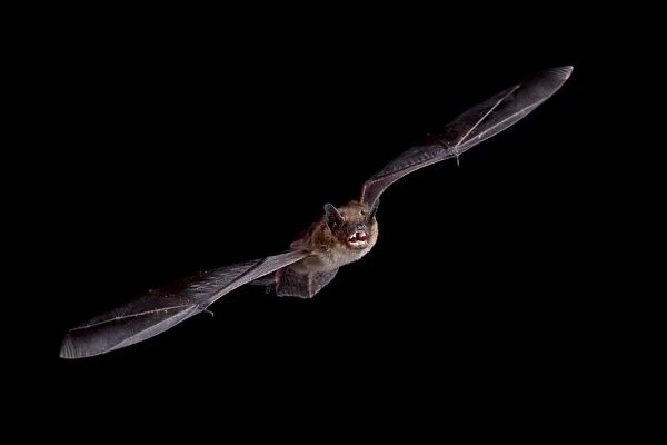 Big brown bat (Eptesicus fuscus) in flight, in captivity, Hidalgo County