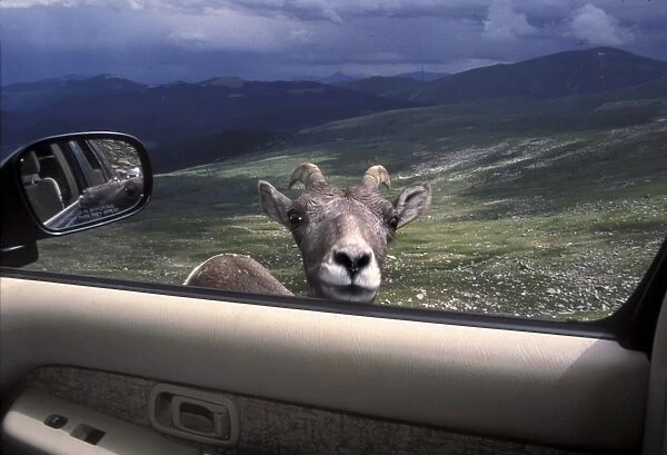Big horn sheep looking through car window, Mt