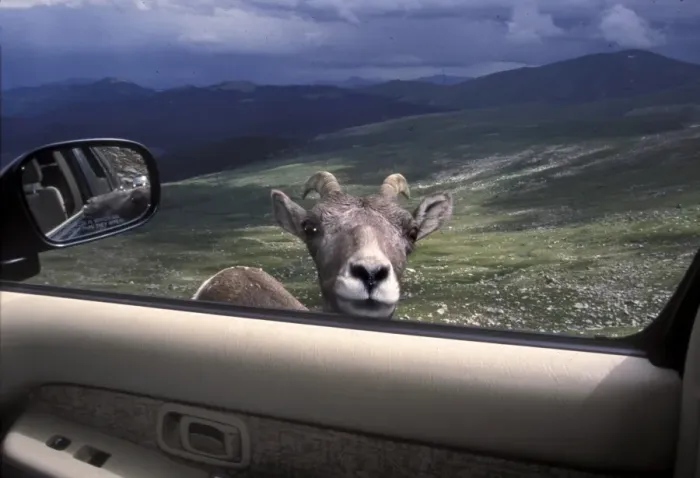 Framed Print : Big horn sheep looking through car window, Mt Framed Print : Big horn sheep looking through car window, Mt
