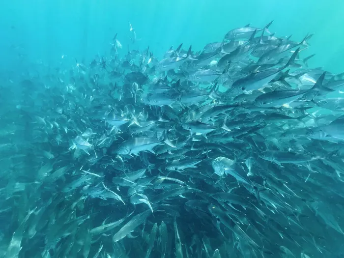 Framed Print : Bigeye Trevally (Caranx sexfasciatus), schooling in Cabo Pulmo National Marine Park, Baja California Sur, Mexico, North America Framed Print : Bigeye Trevally (Caranx sexfasciatus), schooling in Cabo Pulmo National Marine Park, Baja California Sur, Mexico, North America