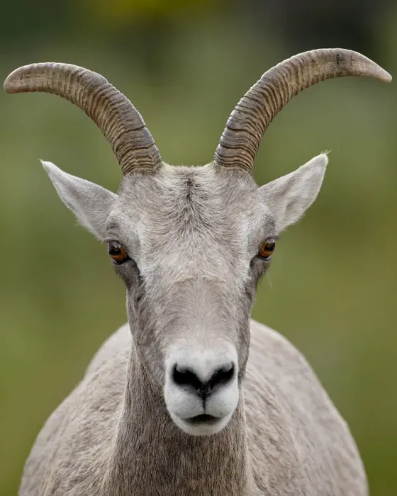 Framed Print : Bighorn sheep (Ovis canadensis) ewe, Waterton Lakes National Park, Alberta Framed Print : Bighorn sheep (Ovis canadensis) ewe, Waterton Lakes National Park, Alberta