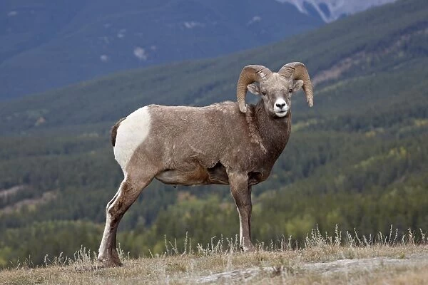 Bighorn Sheep (Ovis canadensis) ram, Jasper National Park, UNESCO World Heritage Site