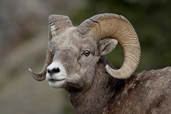 Bighorn sheep (Ovis canadensis) ram, Jasper National Park, Alberta, Canada, North America