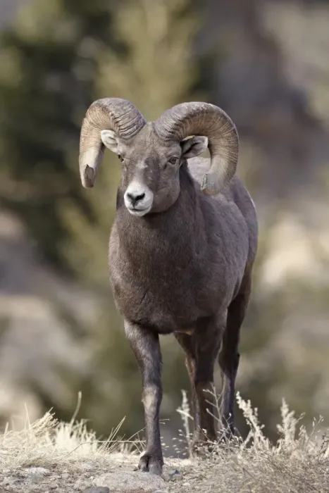 Framed Print : Bighorn sheep (Ovis canadensis) ram durng the rut, Clear Creek County, Colorado, United States of America, North America Framed Print : Bighorn sheep (Ovis canadensis) ram durng the rut, Clear Creek County, Colorado, United States of America, North America