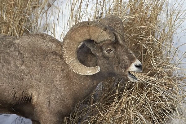 Bighorn sheep (Ovis canadensis) ram eating in the winter, Yellowstone National Park, Wyoming, United States of America, North America