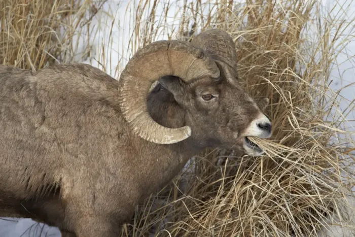 Framed Print : Bighorn sheep (Ovis canadensis) ram eating in the winter, Yellowstone National Park, Wyoming, United States of America, North America Framed Print : Bighorn sheep (Ovis canadensis) ram eating in the winter, Yellowstone National Park, Wyoming, United States of America, North America