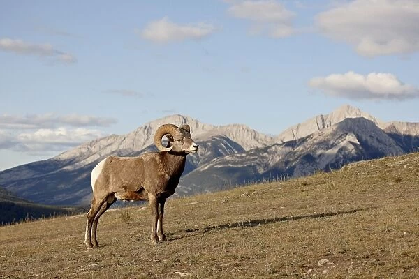 Bighorn sheep (Ovis canadensis) ram in its environment, Jasper National Park