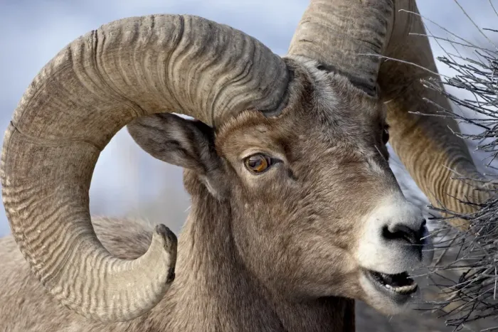 Framed Print : Bighorn Sheep (Ovis canadensis) ram feeding, Yellowstone National Park Framed Print : Bighorn Sheep (Ovis canadensis) ram feeding, Yellowstone National Park