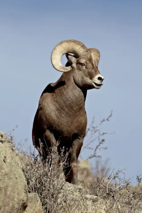 Framed Print : Bighorn sheep (Ovis canadensis) ram during the rut, Arapaho National Forest, Colorado, United States of America, North America Framed Print : Bighorn sheep (Ovis canadensis) ram during the rut, Arapaho National Forest, Colorado, United States of America, North America