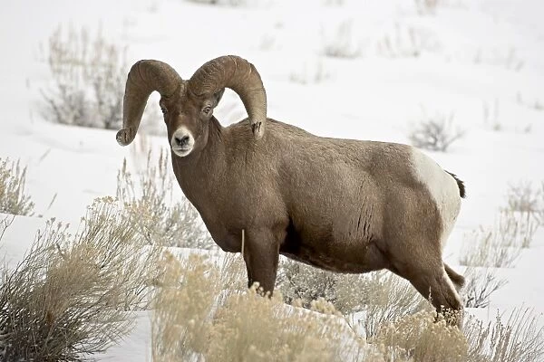 Bighorn sheep (Ovis canadensis) ram in the snow