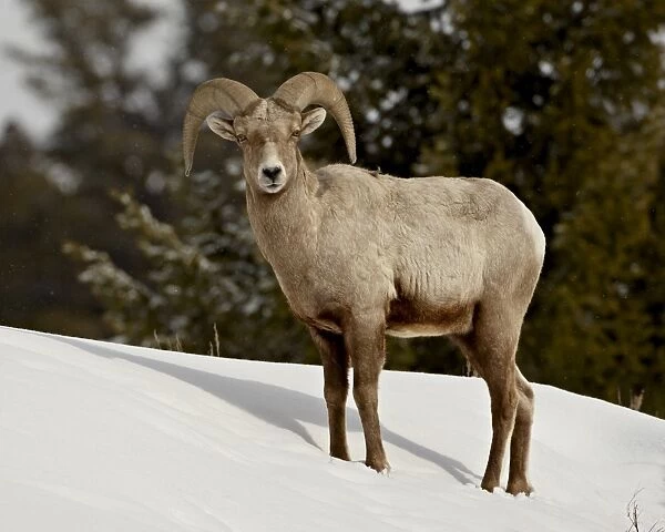 Bighorn Sheep (Ovis canadensis) ram in the snow, Yellowstone National Park